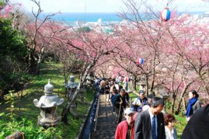 nagosakuramatsuri