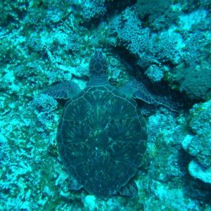 seaturtle